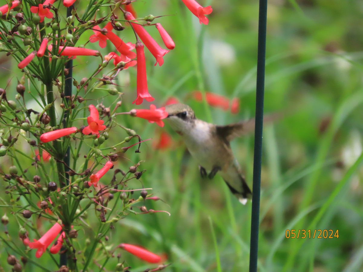Ruby-throated Hummingbird - ML619852382