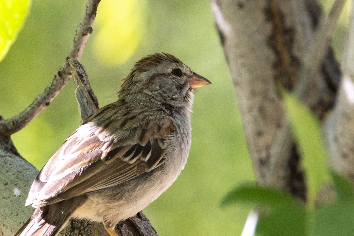 Rufous-winged Sparrow - ML619852386