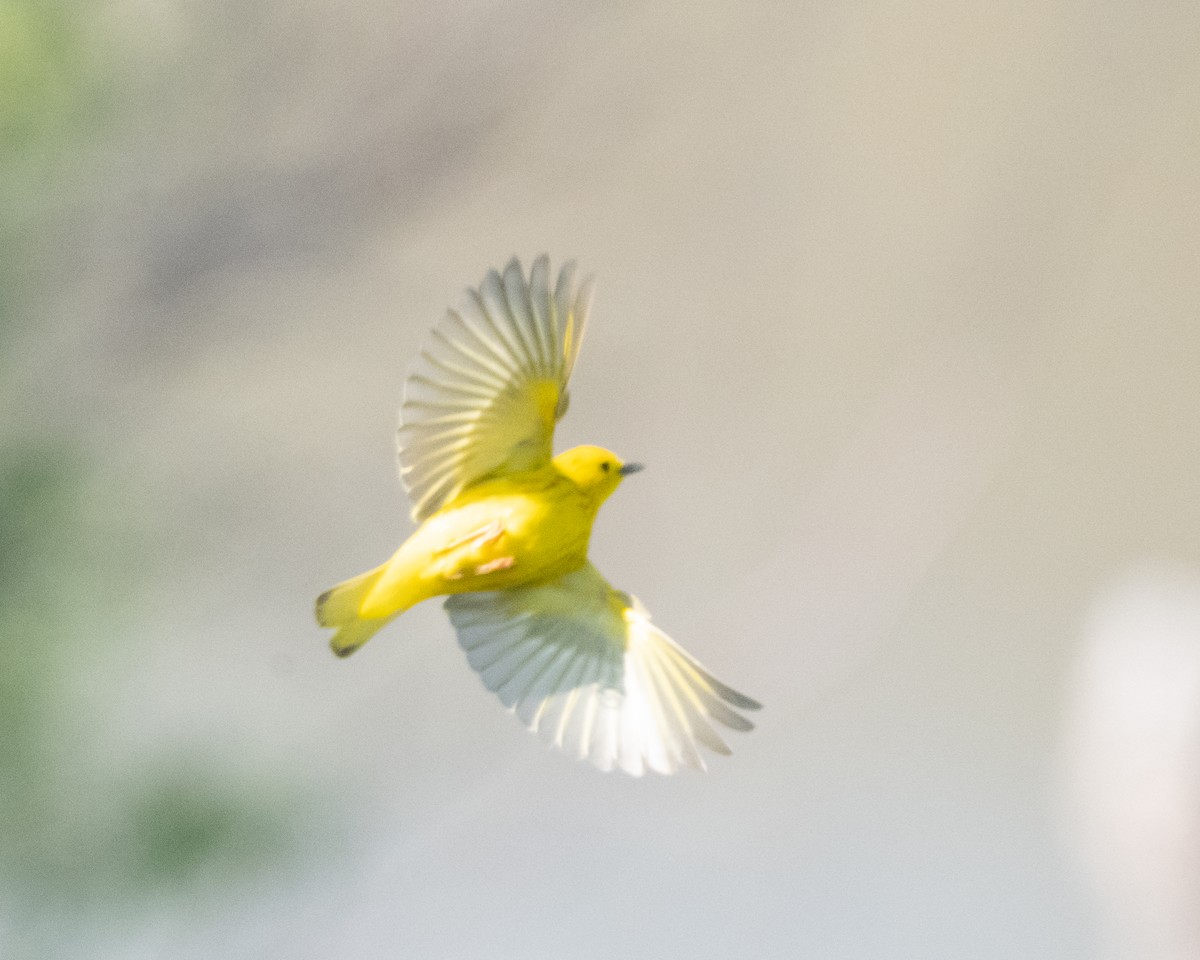 Yellow Warbler - ML619852387