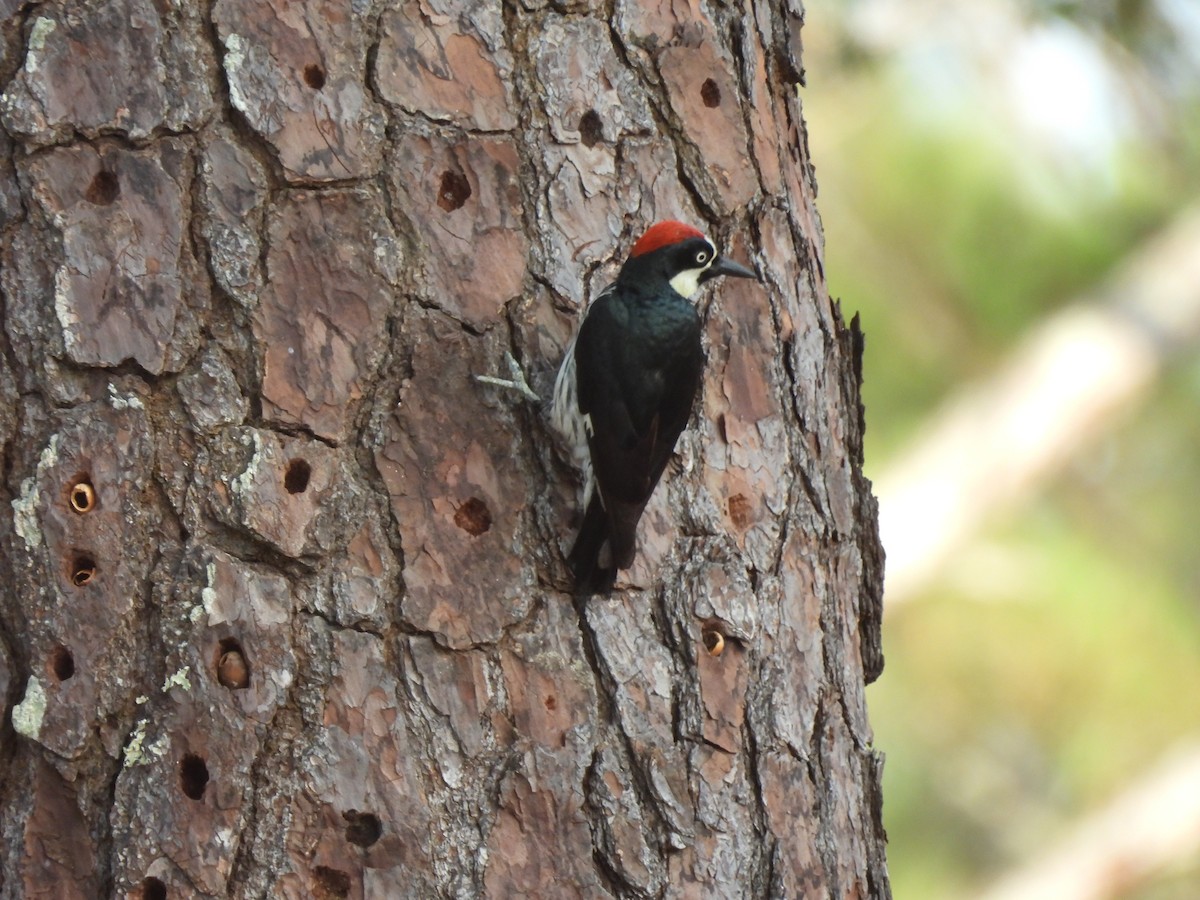 Acorn Woodpecker - ML619852391