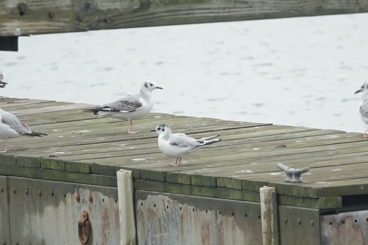 Little Gull - ML619852392