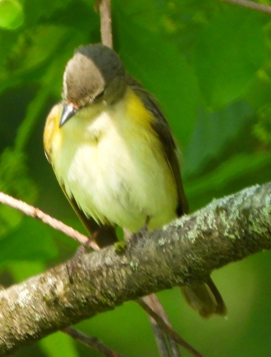 American Redstart - ML619852397