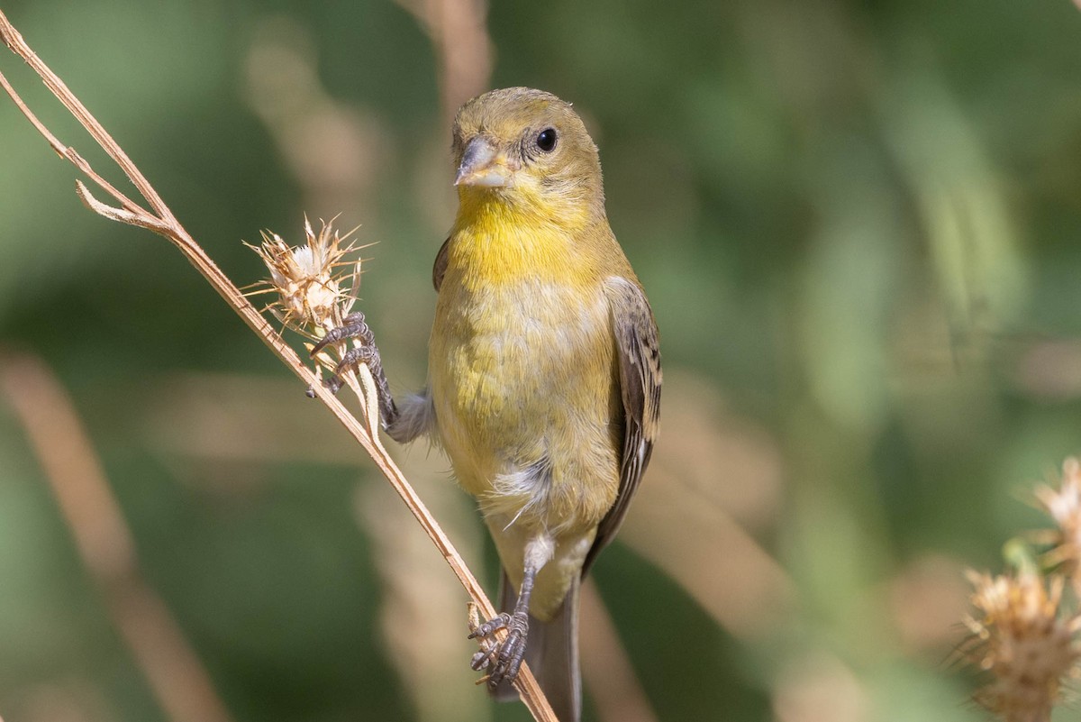 Lesser Goldfinch - Linda McNulty