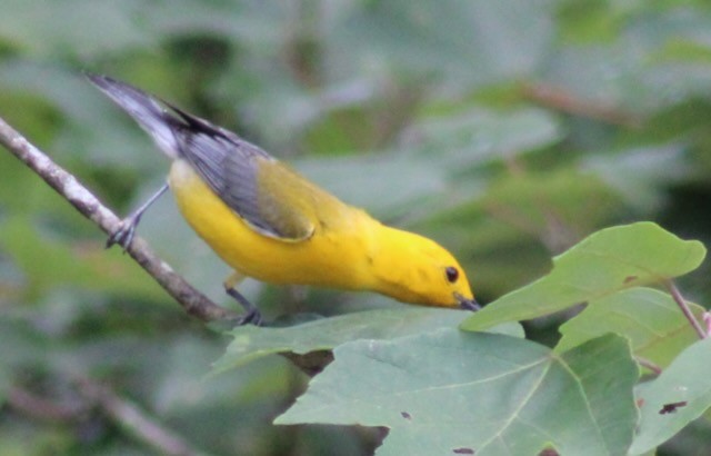 Prothonotary Warbler - Adele Berthelot