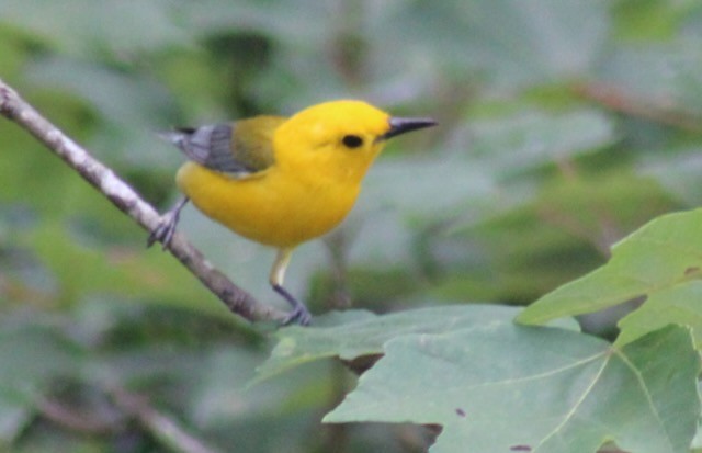 Prothonotary Warbler - ML619852407