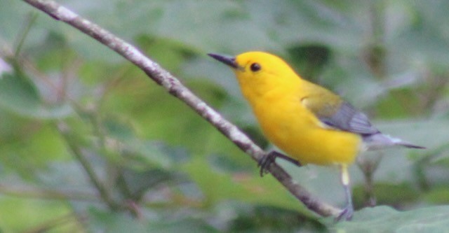 Prothonotary Warbler - ML619852408