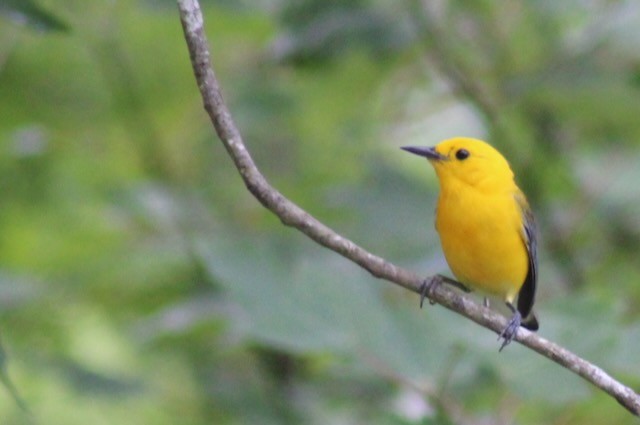 Prothonotary Warbler - ML619852409