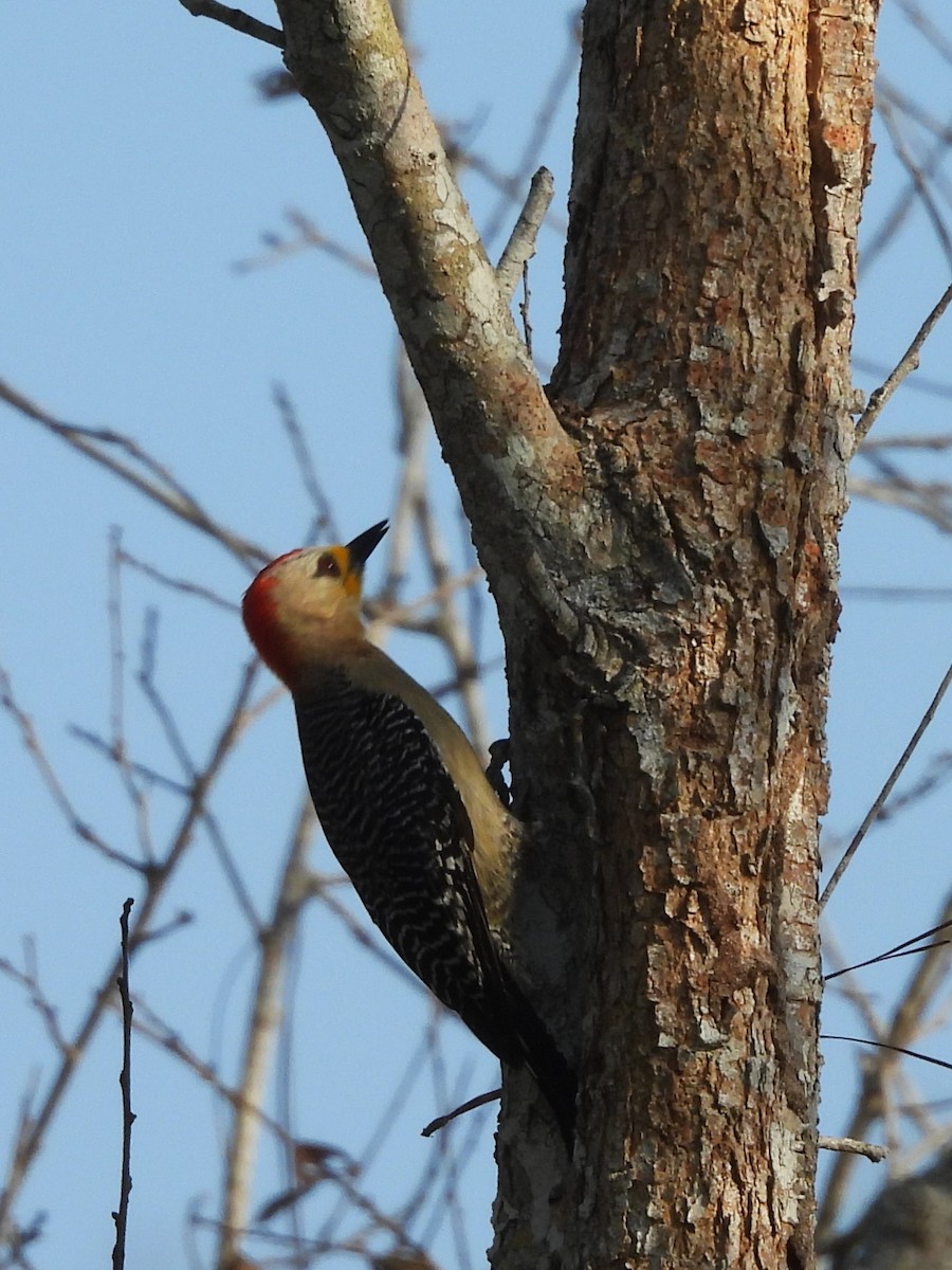 Yucatan Woodpecker - ML619852432