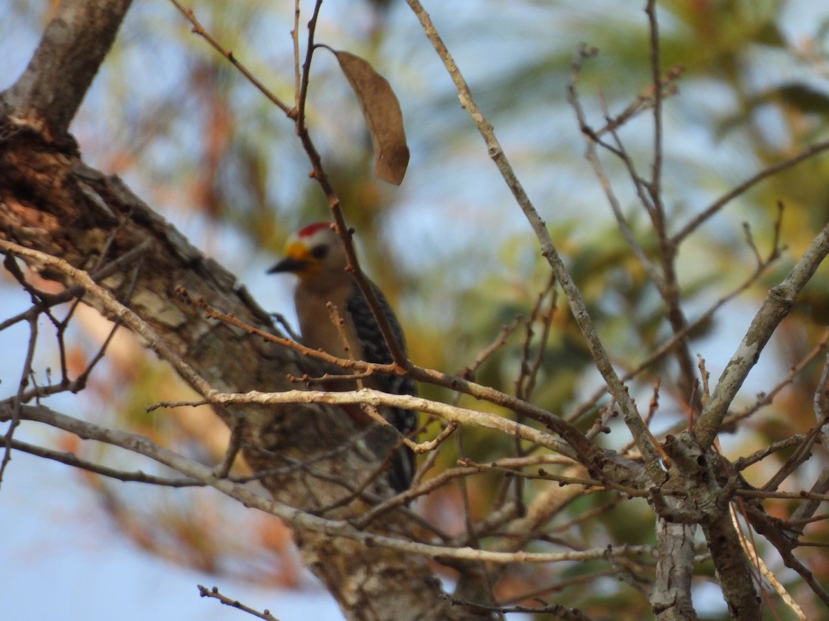 Yucatan Woodpecker - ML619852436