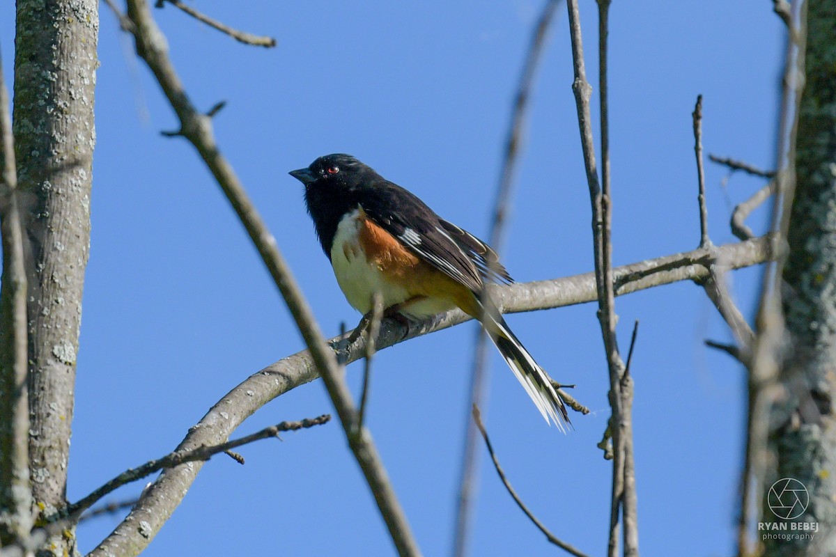 Eastern Towhee - ML619852456