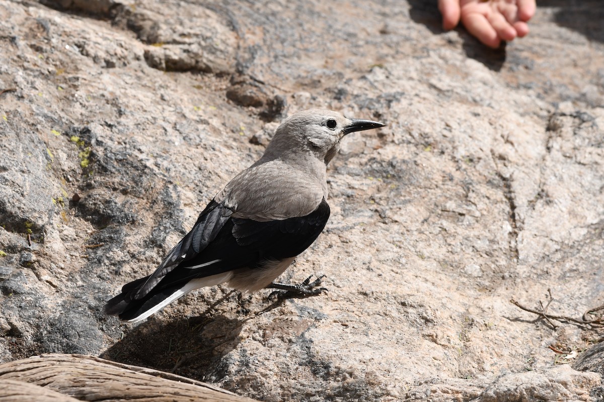 Clark's Nutcracker - ML619852458