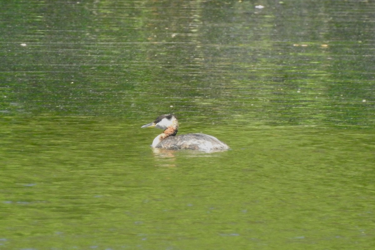 Red-necked Grebe - ML619852462