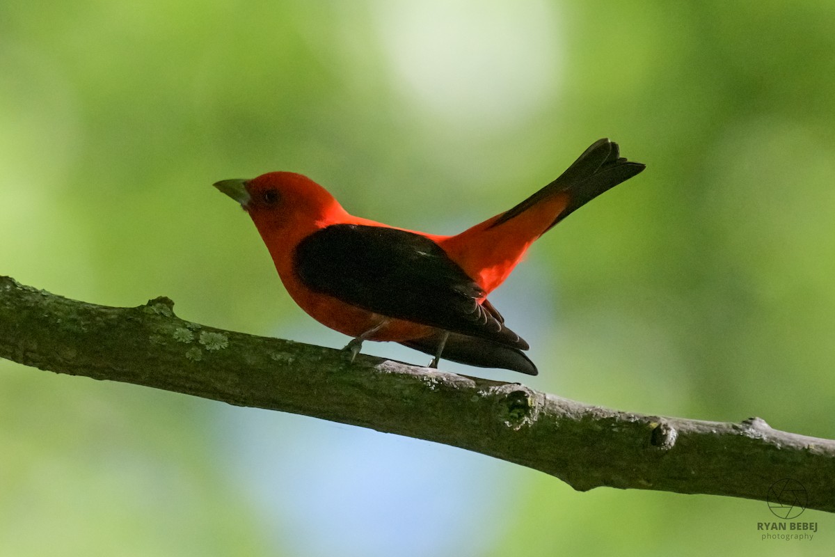 Scarlet Tanager - ML619852466