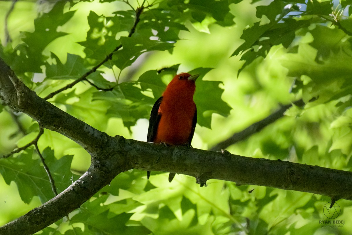 Scarlet Tanager - ML619852468