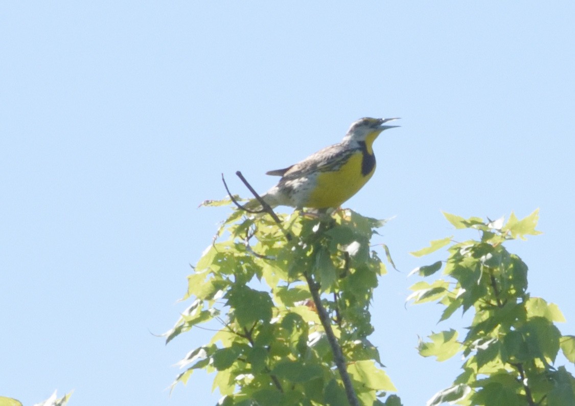 Eastern Meadowlark - ML619852481