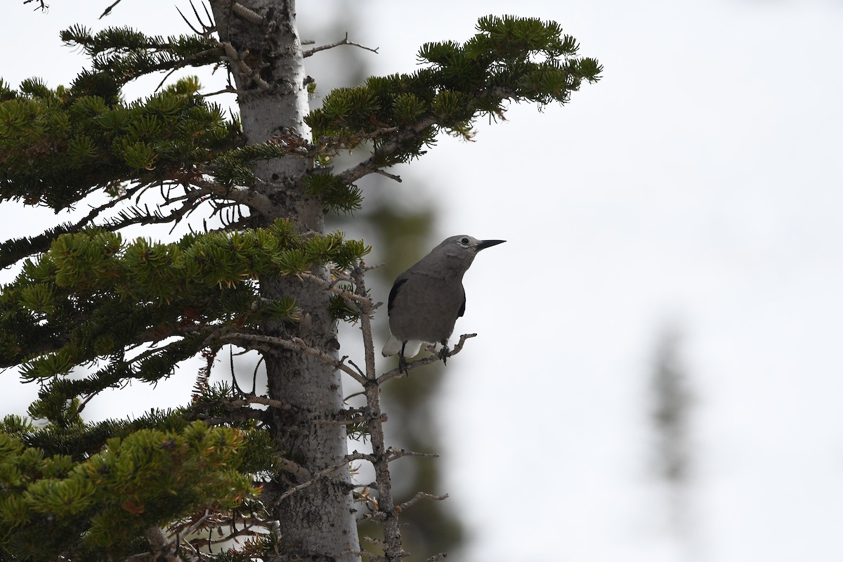 Clark's Nutcracker - ML619852484