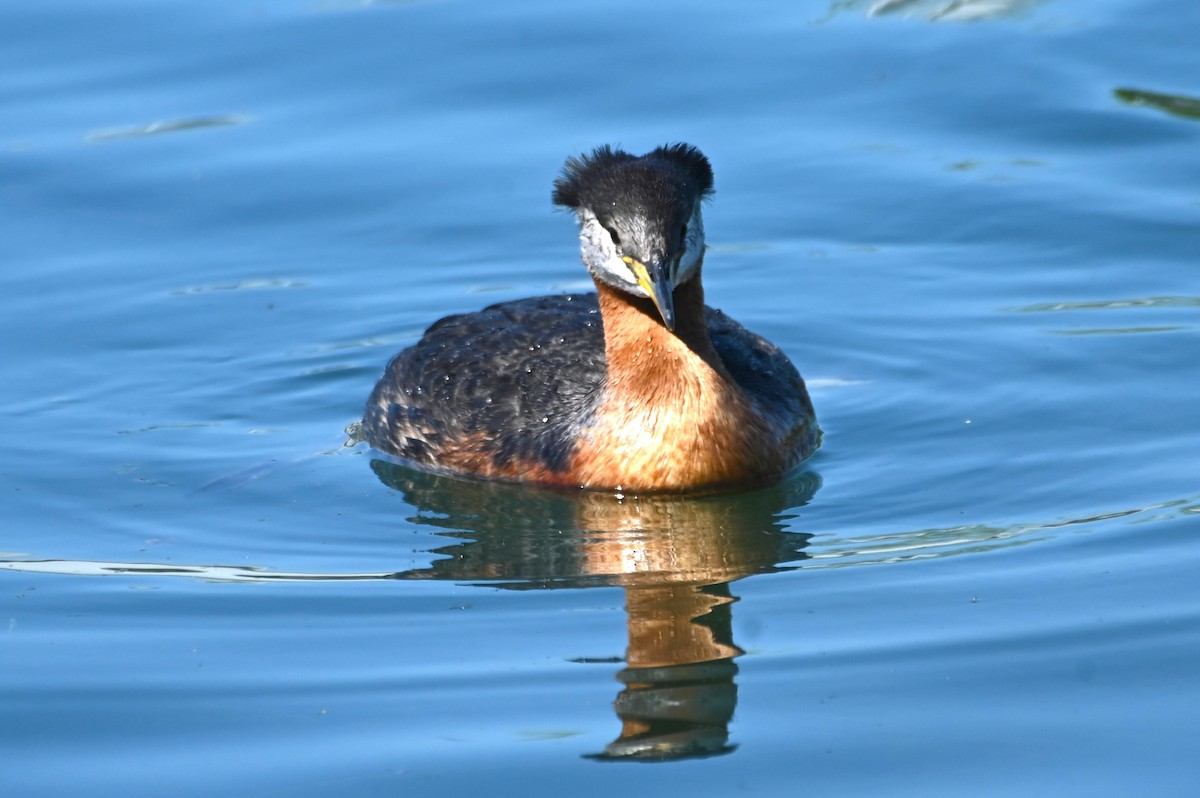 Red-necked Grebe - ML619852500