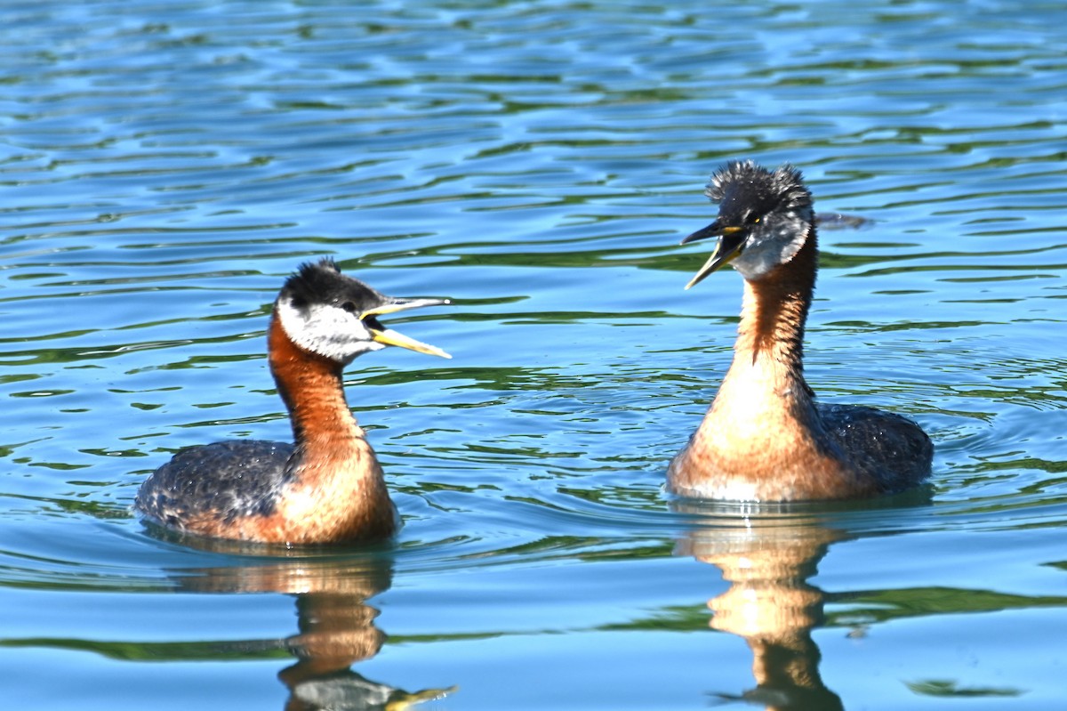 Red-necked Grebe - ML619852523