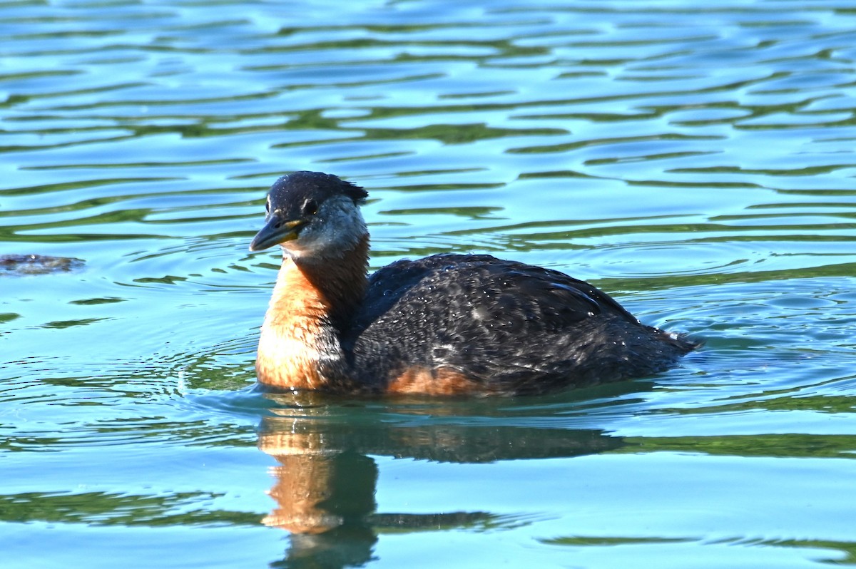 Red-necked Grebe - ML619852524