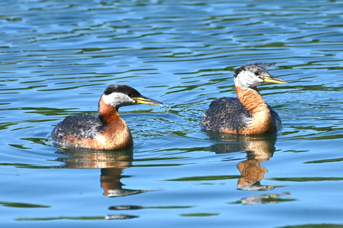 Red-necked Grebe - ML619852525