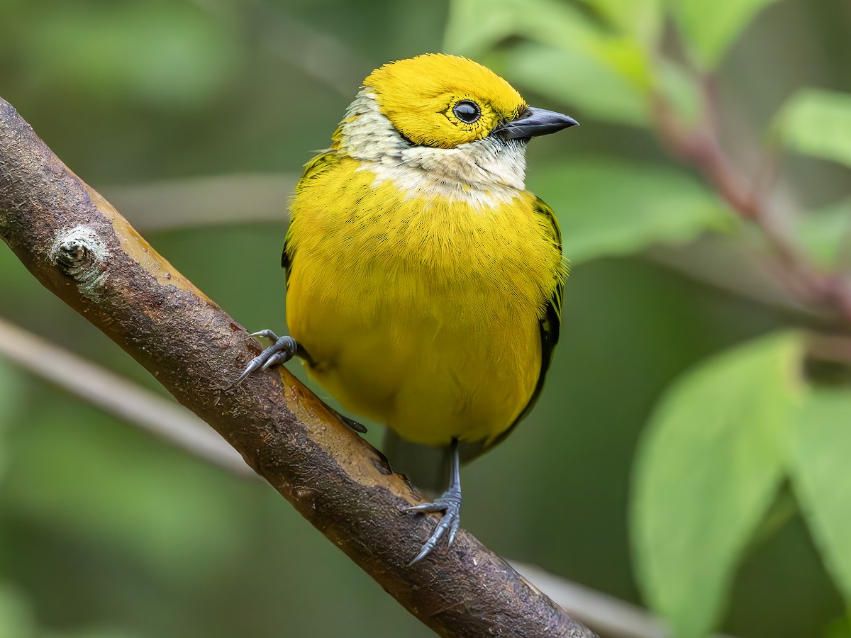 Silver-throated Tanager - ML619852534