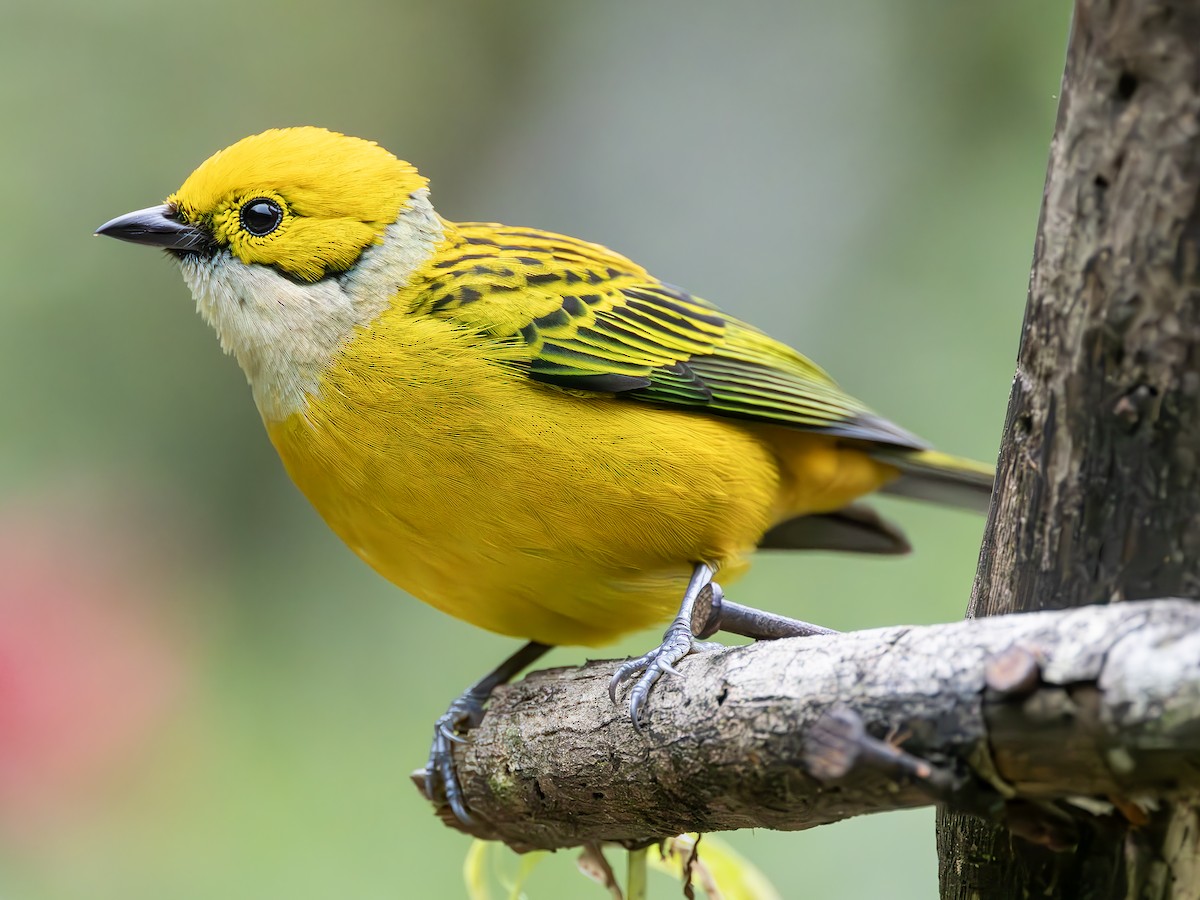 Silver-throated Tanager - ML619852535