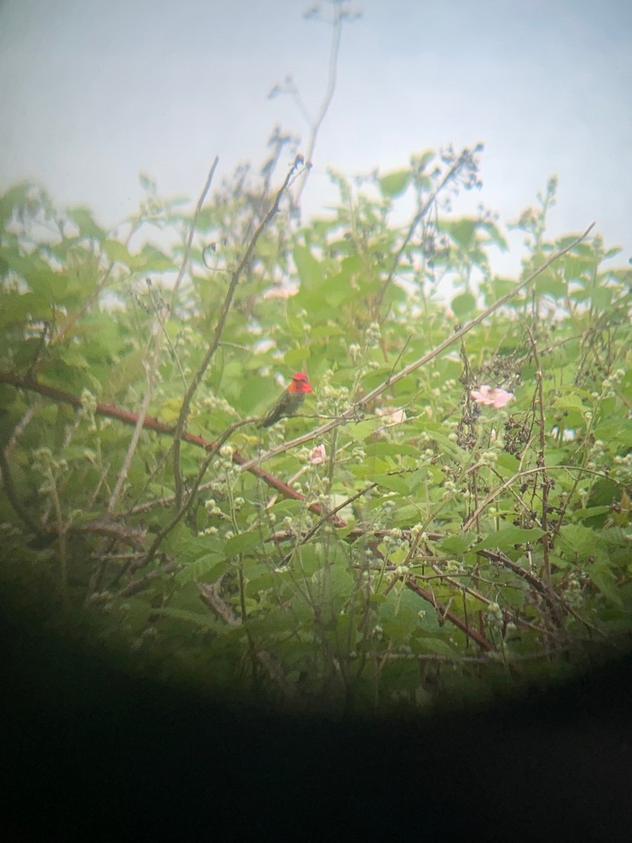 Colibrí de Anna - ML619852546