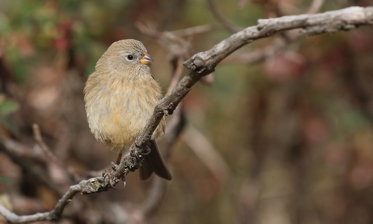 Plain-colored Seedeater - ML619852551