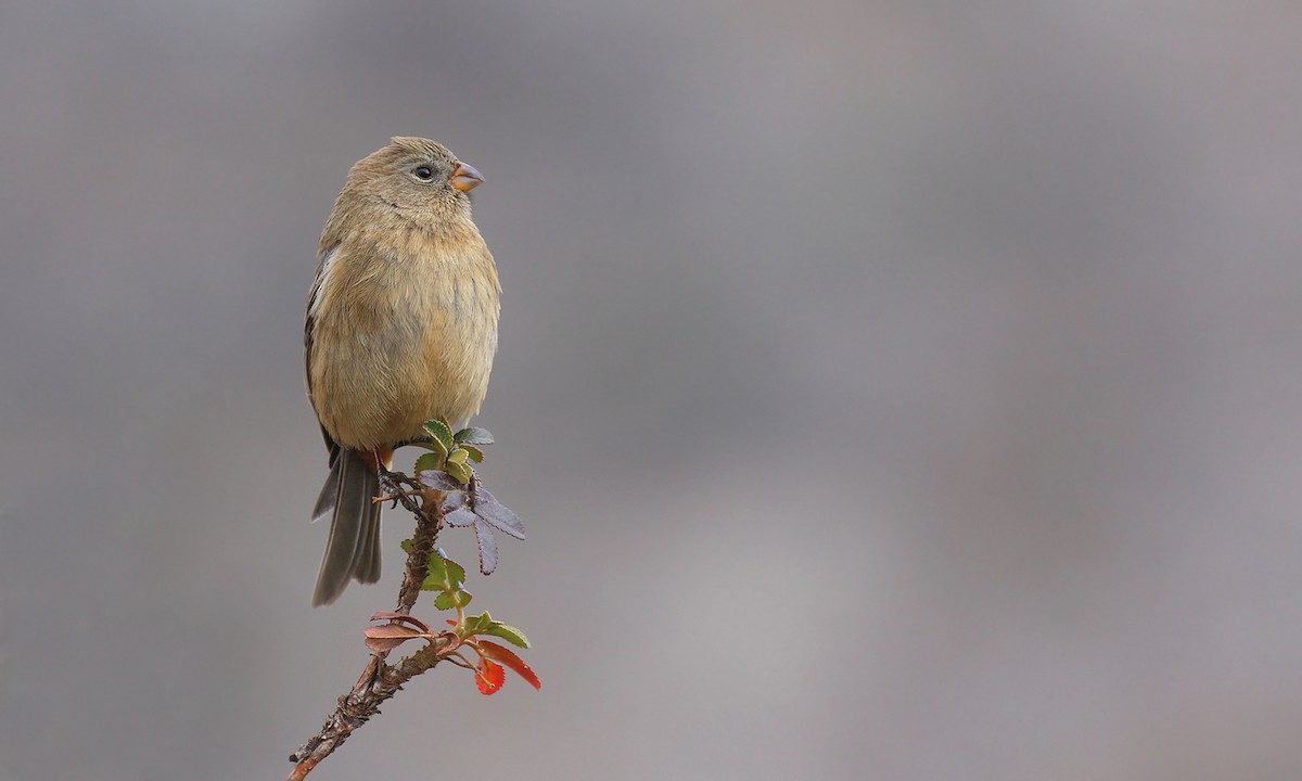 Plain-colored Seedeater - ML619852552
