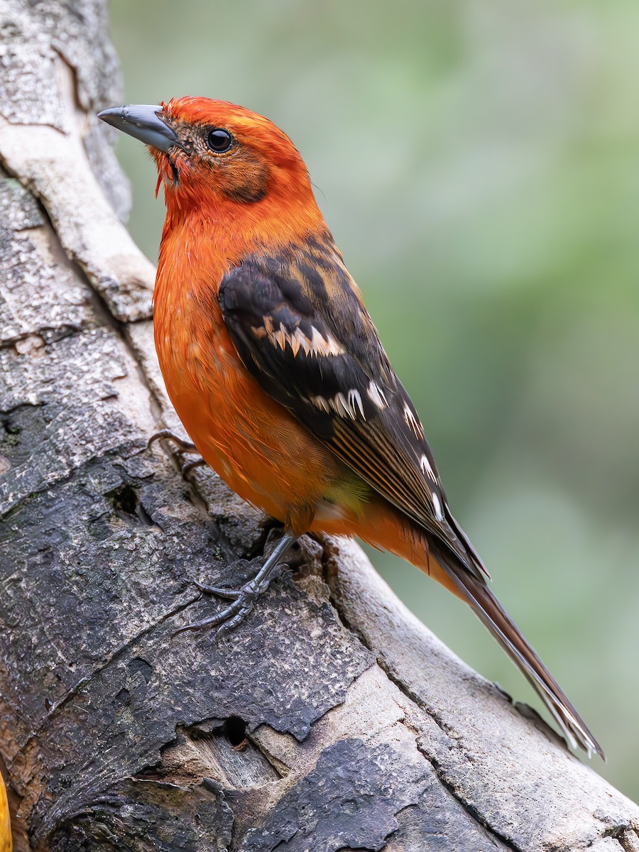 Flame-colored Tanager - ML619852556
