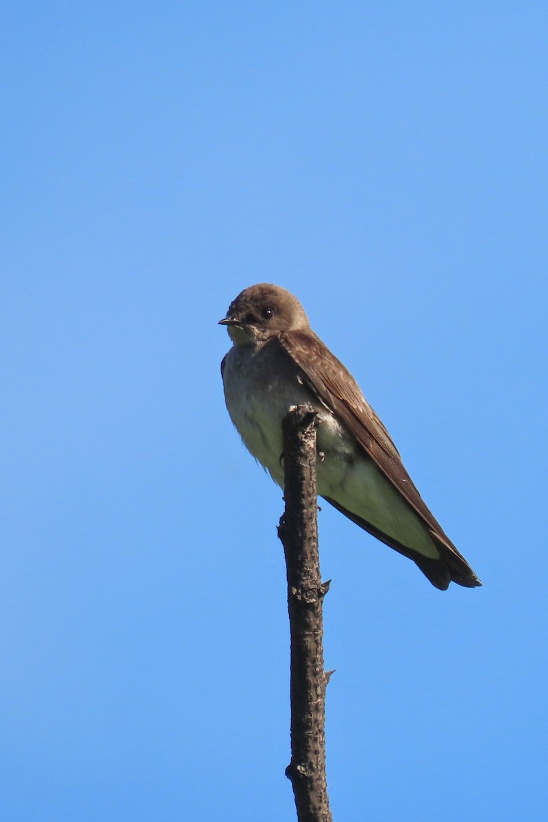 Northern Rough-winged Swallow - ML619852563