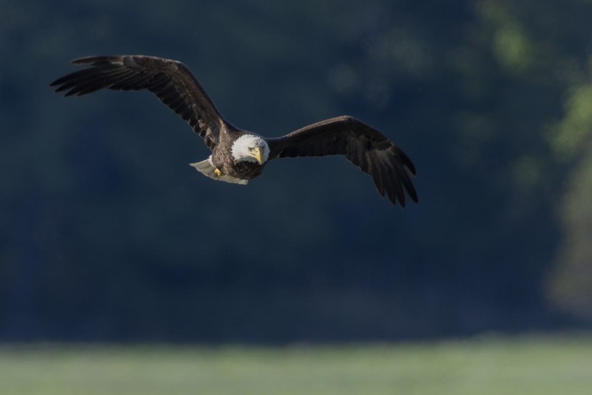 Bald Eagle - ML619852568