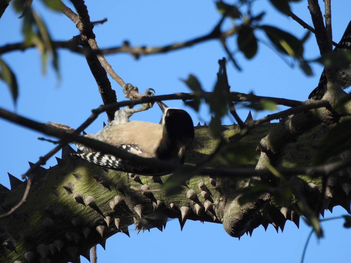 White-fronted Woodpecker - ML619852576