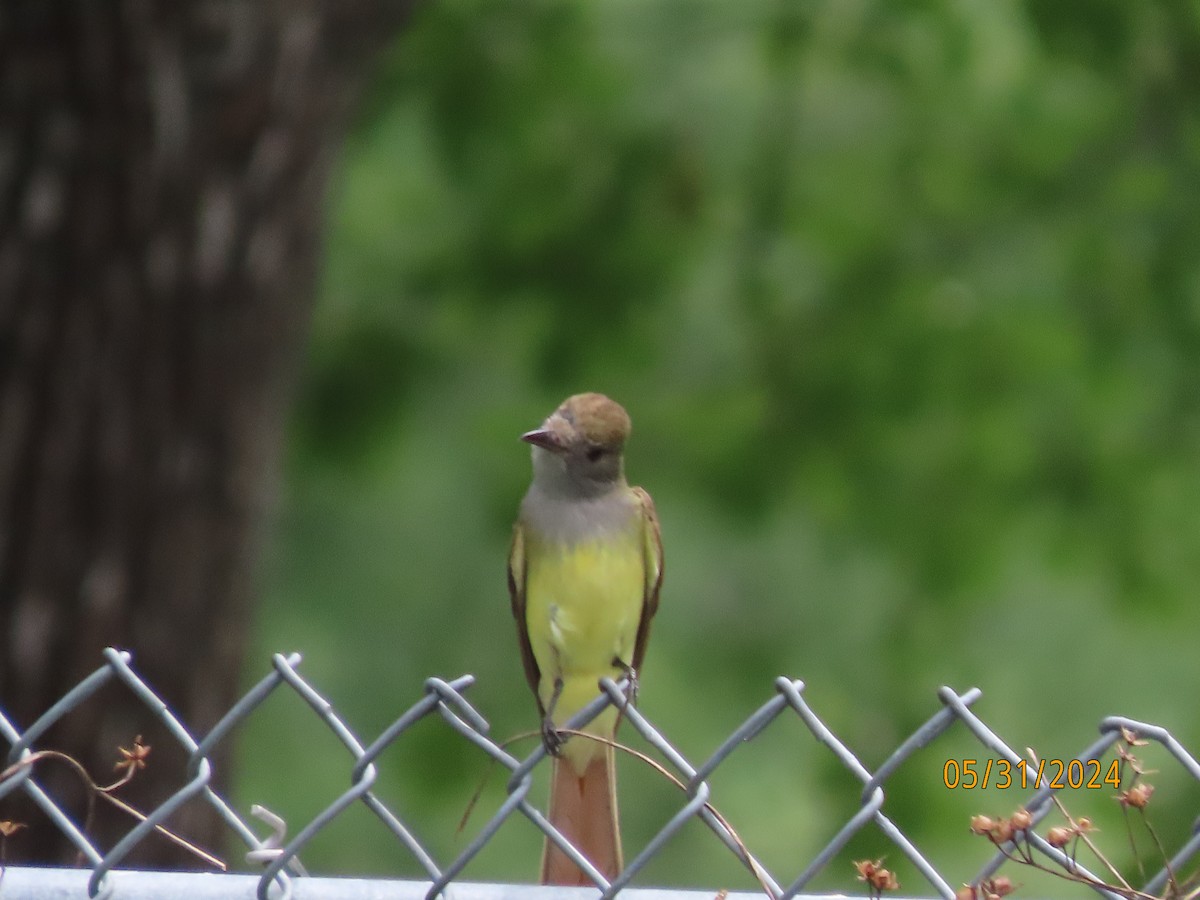 Great Crested Flycatcher - ML619852578