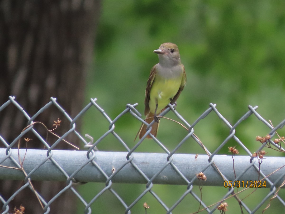 Great Crested Flycatcher - ML619852579