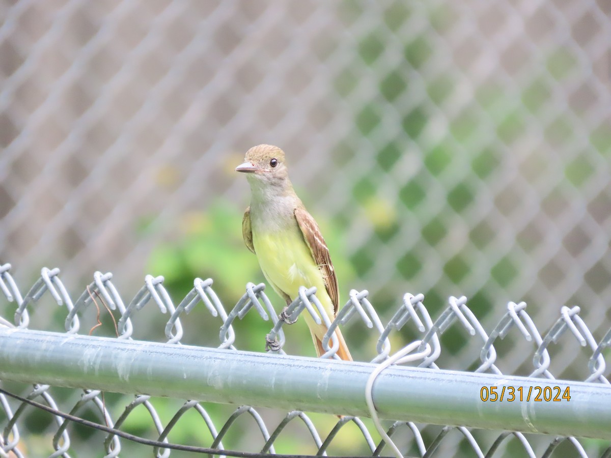 Great Crested Flycatcher - ML619852580