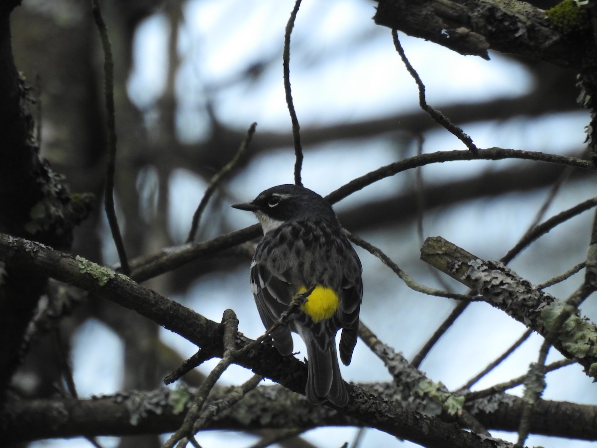 Yellow-rumped Warbler (Myrtle) - ML619852582