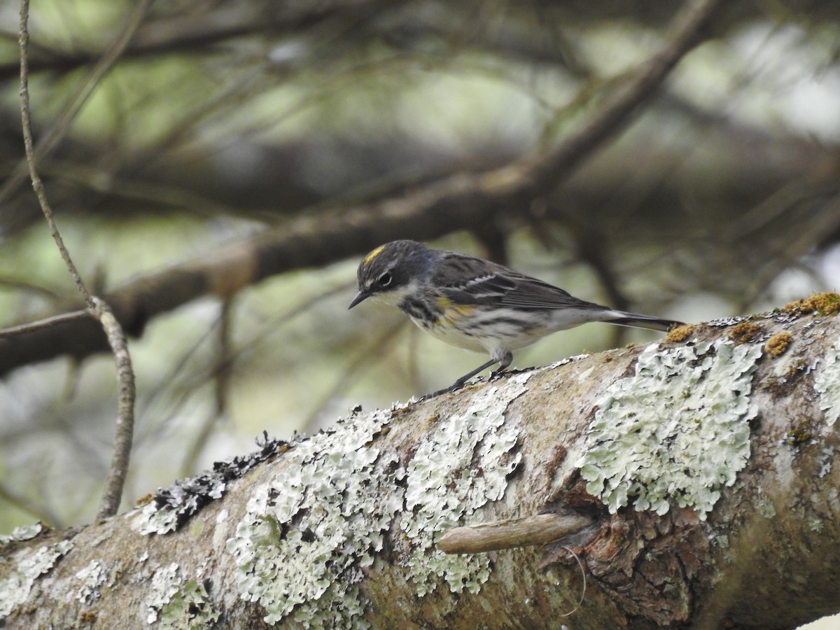 Yellow-rumped Warbler (Myrtle) - ML619852583