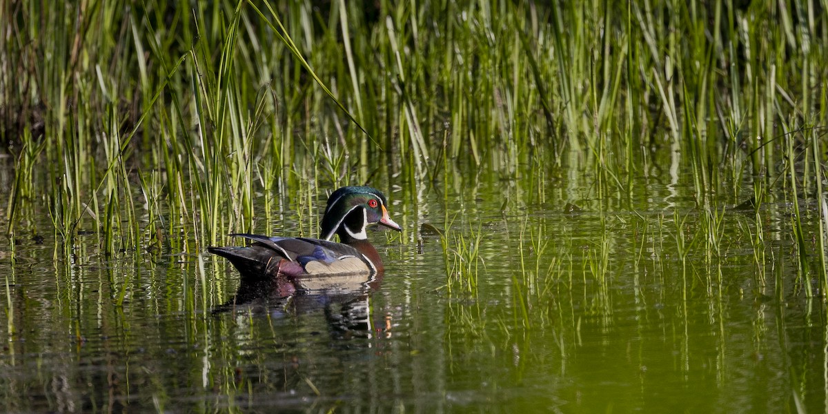 Wood Duck - ML619852600