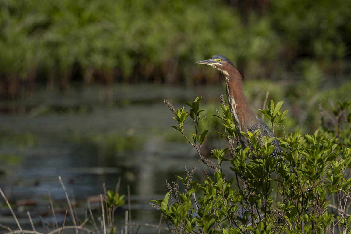 Green Heron - ML619852607