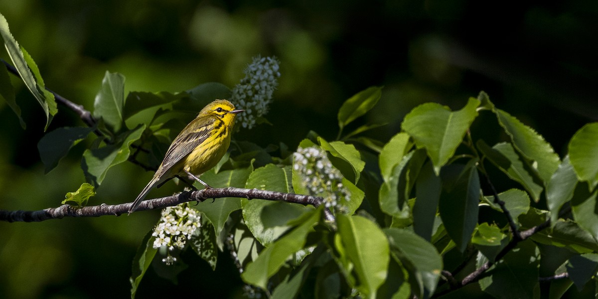 Prairie Warbler - ML619852625