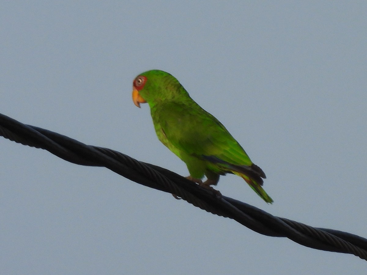 White-fronted Parrot - ML619852631
