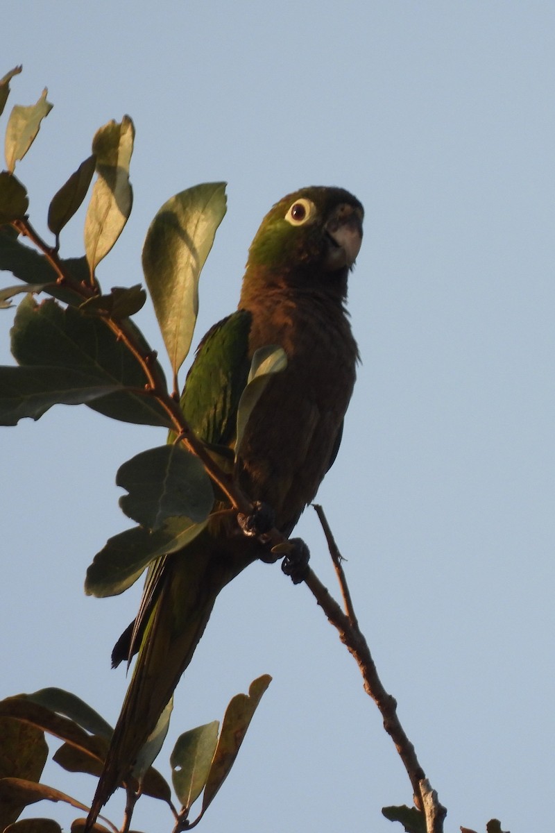 Olive-throated Parakeet - ML619852639