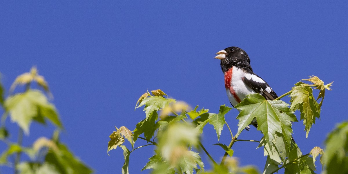 Rose-breasted Grosbeak - ML619852641
