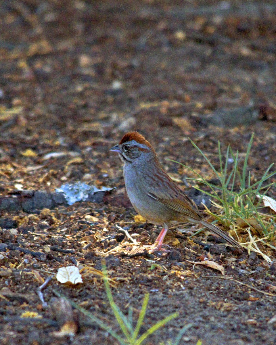 Rufous-crowned Sparrow - ML619852644