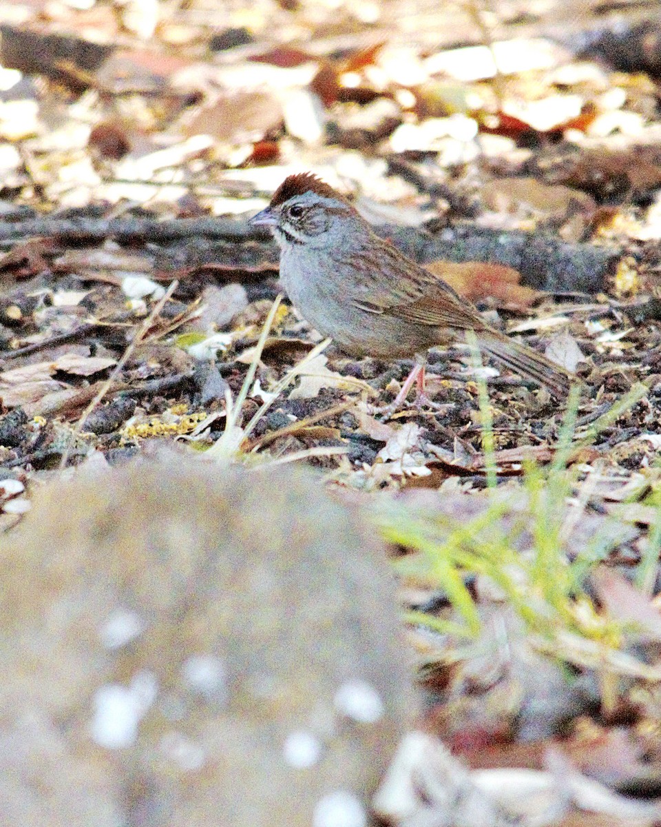 Rufous-crowned Sparrow - ML619852645