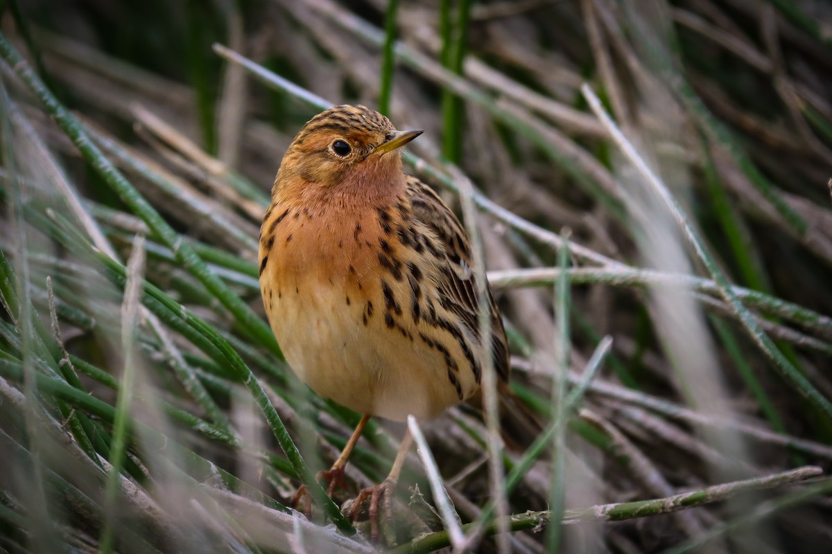 Red-throated Pipit - ML619852646