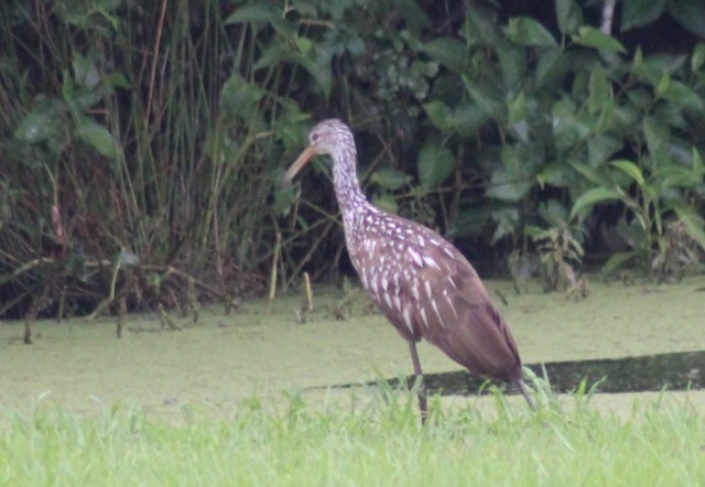 Limpkin - ML619852650