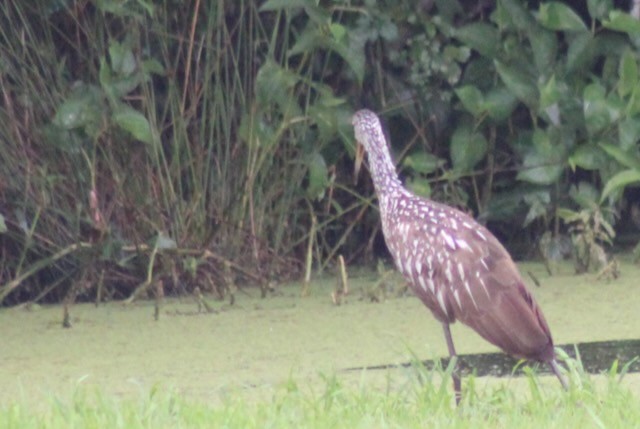 Limpkin - ML619852651