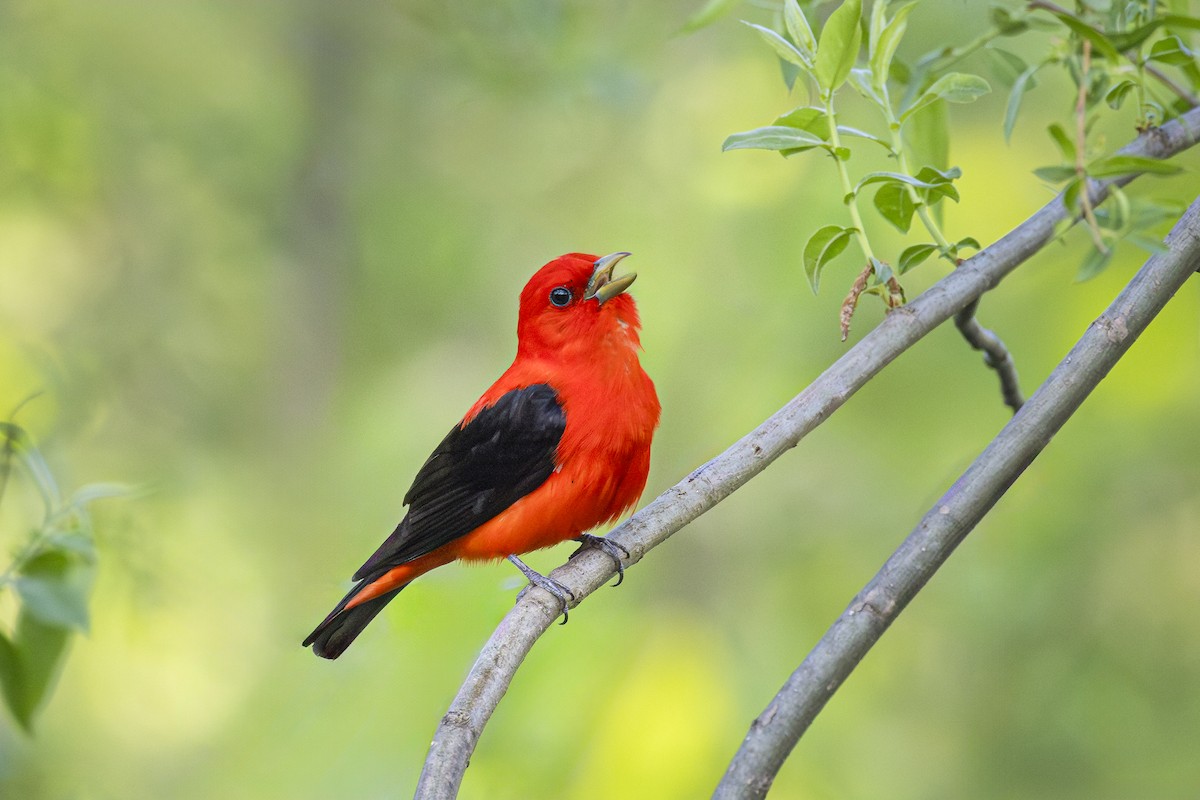 Scarlet Tanager - ML619852659